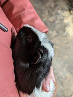 Cavia beertje, Dieren en Toebehoren, September, Mannelijk, Cavia