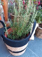 Rozemarijn plant, Tuin en Terras, Ophalen, Winter
