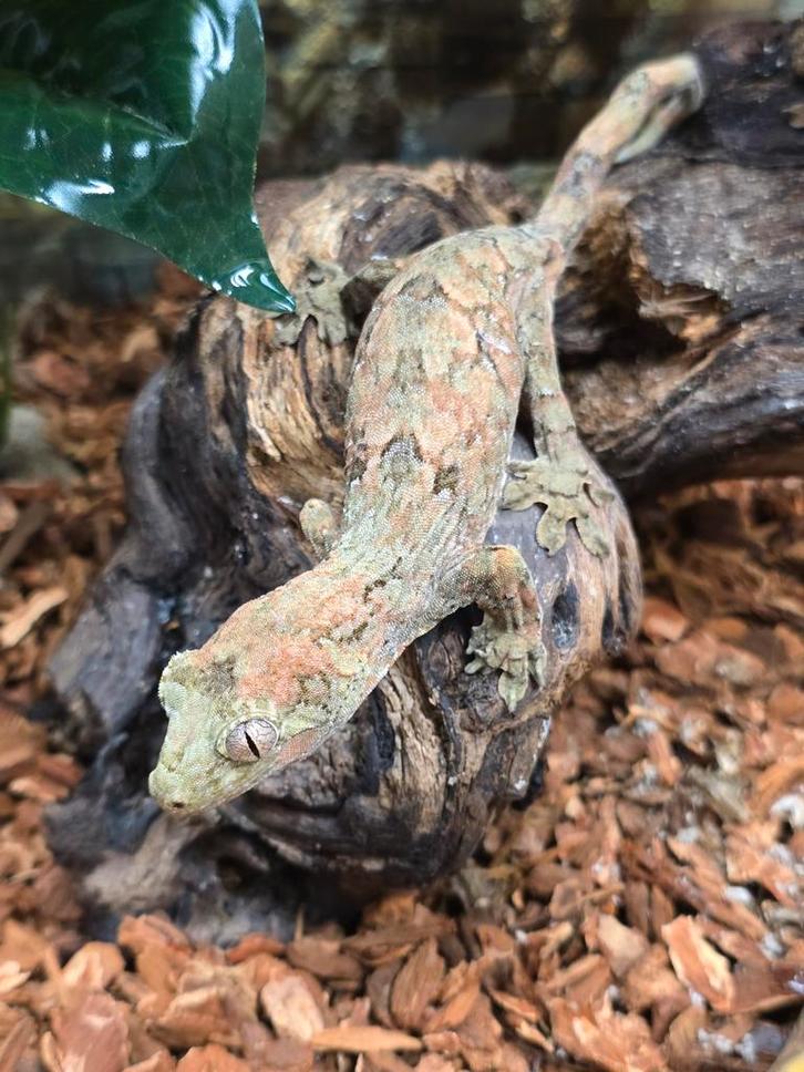 Diversen chahoua gekko's, Dieren en Toebehoren, Reptielen en Amfibieën, Amfibie