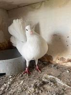 Dave te koop voor € 10, Meerdere dieren, Postduif