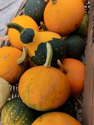 Sierfruit beschikbaar voor biedingen