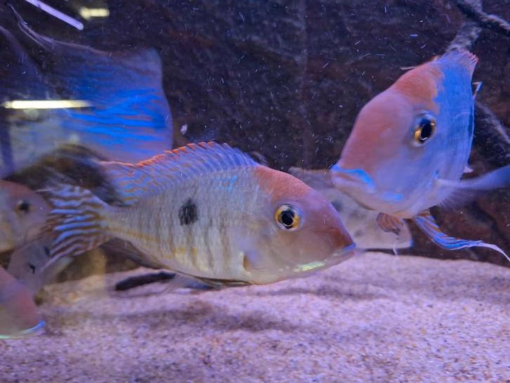 Zuid Amerikaanse cichliden - Geophagus pyrocephalus, Dieren en Toebehoren, Vissen | Aquariumvissen, Zoetwatervis, Vis
