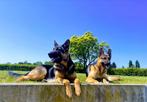 Duitse herder pups, Dieren en Toebehoren, CDV (hondenziekte), Meerdere, 8 tot 15 weken, Meerdere dieren