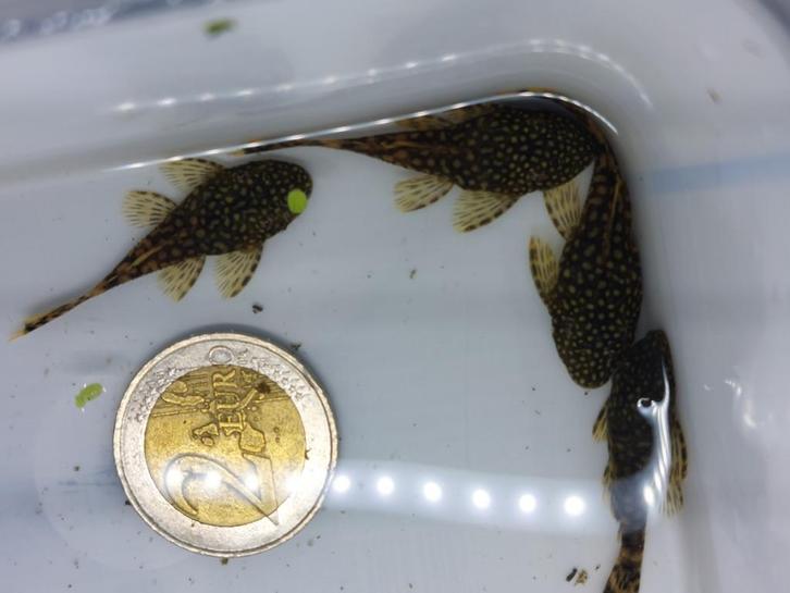 Goedkope ancistrus - ruitenkuiser + gratis planten&slakken, Dieren en Toebehoren, Vissen | Aquariumvissen, Zoetwatervis, Vis