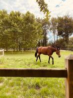 Paard te koop, Dieren en Toebehoren, Paarden, Ruin