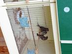 Huismussen, Dieren en Toebehoren, Vogels | Overige Vogels, Meerdere dieren, Wildzangvogel, Geringd
