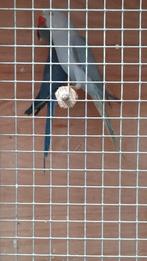 Halsband parkiet 2025, Geringd