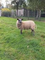 Schaap, Mâle, Mouton, 0 à 2 ans