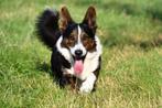 Welsh Corgi Cardigan Dekreu (FCI stamboom), Dieren en Toebehoren, Honden | Dekreuen, België, Reu, CDV (hondenziekte), Eén hond