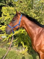 Tiktok, Dieren en Toebehoren, Paarden, B, Ruin, 170 tot 175 cm, 7 tot 10 jaar
