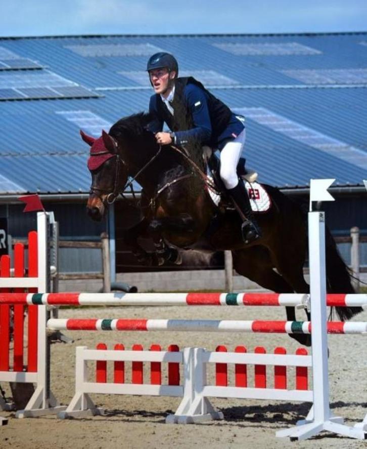 Merrie springpaard Edinburgh x Numero uno x Heartbreaker, Dieren en Toebehoren, Paarden, Merrie, Minder dan 160 cm, 7 tot 10 jaar