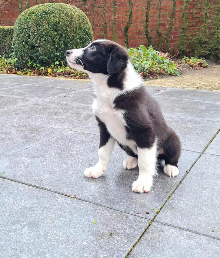 border collie pups, Dieren en Toebehoren, Honden | Herdershonden en Veedrijvers, Reu, Collie, Fokker | Professioneel, Meerdere