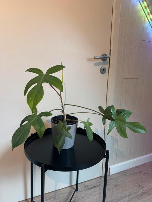 Philodendron Florida Ghost, Huis en Inrichting, Kamerplanten, Overige soorten, Minder dan 100 cm, Groene kamerplant, Volle zon