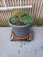 Bloempot met duinegras en viooltjes, Ophalen