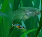 Endler Guppy - Poecilia wingei, Dieren en Toebehoren, Vis