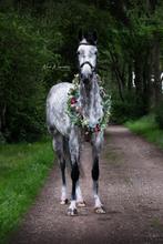 Brave merrie, Dieren en Toebehoren, Paarden, Merrie, Gechipt, L, 7 tot 10 jaar