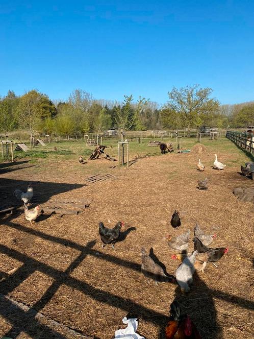 Welsumer haan gezocht!, Dieren en Toebehoren, Pluimvee, Kip, Mannelijk