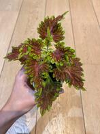 Coleus (siernetel), Huis en Inrichting, Kamerplanten, Overige soorten, Ophalen of Verzenden, In pot, Minder dan 100 cm