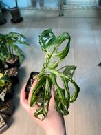 Monstera Adansonii Indonesian Marble Variegata, Huis en Inrichting, Kamerplanten, Ophalen of Verzenden