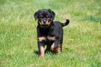 Rottweiler pups te koop, Dieren en Toebehoren, Honden | Bulldogs, Pinschers en Molossers, België, CDV (hondenziekte), 8 tot 15 weken