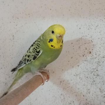 grasparkiet, Plusieurs animaux, Perruche, Bagué
