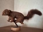 Opgezette eekhoorn taxidermie, Ophalen of Verzenden, Gebruikt, Overige soorten, Beeldje of Figuurtje