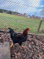 Mooie Leghorn haan, Dieren en Toebehoren, Pluimvee, Mannelijk, Kip