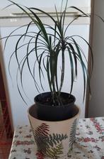 DRACAENA DRAGON TREE natuurlijke groene plant, Ophalen, Overige soorten, Halfschaduw, In pot