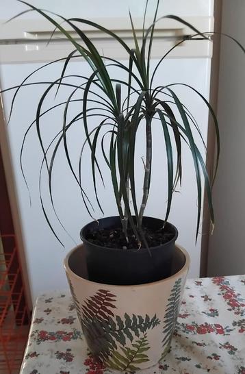 DRACAENA DRAGON TREE natuurlijke groene plant  beschikbaar voor biedingen