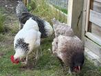 3 jonge legkippen te koop, Dieren en Toebehoren, Pluimvee, Vrouwelijk, Kip