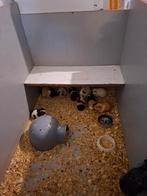 Cavia's, Animaux & Accessoires, Rongeurs, Novembre