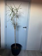 Dracaena plant, Ophalen