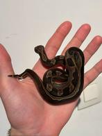0.1 Motley Boa Constricotr Imperator, Dieren en Toebehoren, Slang, Tam, 0 tot 2 jaar