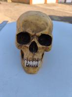 Vampire skull van Markus Mayer vampieren schedel, Huis en Inrichting, Ophalen, Zo goed als nieuw