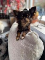 Choco chihuahua teefje met stamboom 3 jaar oud, Dieren en Toebehoren, Honden | Chihuahua's en Gezelschapshonden, België, Fokker | Hobbymatig