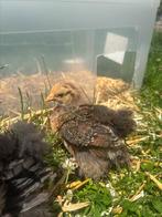 Pekin poussins, Geslacht onbekend, Kip