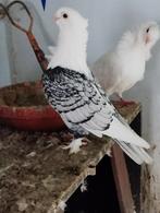 Oosters meeuwke, Dieren en Toebehoren, Vogels | Duiven