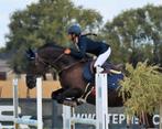 SpringMerrie Z 14 j, Dieren en Toebehoren, Merrie, Met stamboom, Springpaard, M