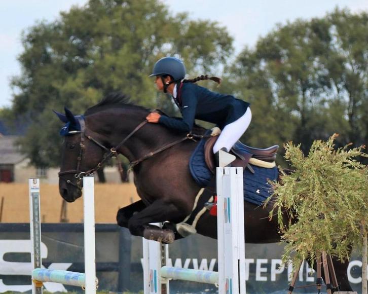 SpringMerrie Z 14 j, Dieren en Toebehoren, Paarden, Merrie, M, 160 tot 165 cm, 11 jaar of ouder, Springpaard, Met stamboom