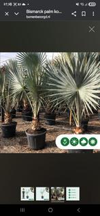 Op zoek naar een bismarckia nobilis palm., Volle zon, Vaste plant, Bloeit niet, Ophalen
