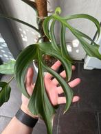 Monstera Burle Marx Flame, Ophalen