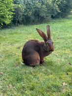 Rabbit & Hare Belgian Hare Bastogne Region, Dieren en Toebehoren, Konijnen, Mannelijk, Middelgroot, 0 tot 2 jaar