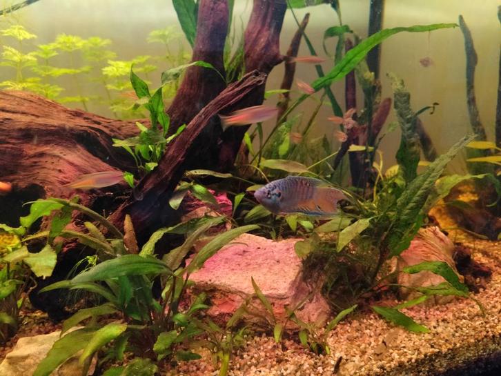 Paradijsvis (man), Dieren en Toebehoren, Vissen | Aquariumvissen, Zoetwatervis, Vis