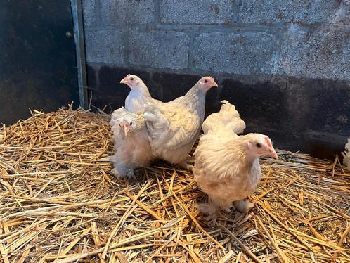 Cochin kriel kippen, Dieren en Toebehoren, Pluimvee, Kip, Meerdere dieren