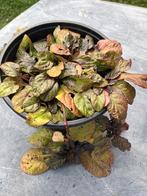 Ajuga Atropurpurea, Ophalen, Halfschaduw