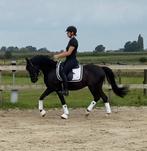 5 jarige dressuurpony te koop, B, Gechipt, Ruin, Dressuurpony