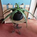 Grote Aloe Vera kamerplant terrassplant, Maison & Meubles, Plantes d'intérieur, En pot, Enlèvement, Plante succulente, Moins de 100 cm