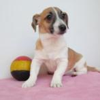 Jack Russell - Belgische pups te koop, Dieren en Toebehoren, CDV (hondenziekte), Meerdere, 8 tot 15 weken, Meerdere dieren