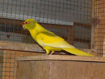 Kakarikie, kakariki beschikbaar voor biedingen