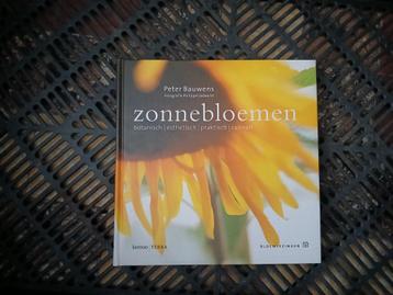 P. Bauwens - Zonnebloemen beschikbaar voor biedingen